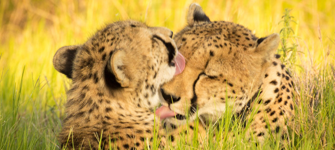 Three Miracles in Botswana