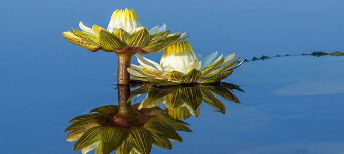 Three Miracles in Botswana