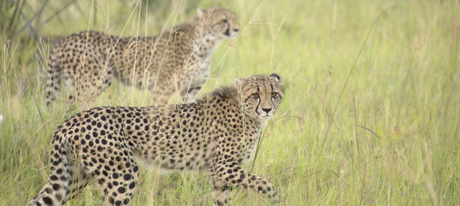 Three Miracles in Botswana