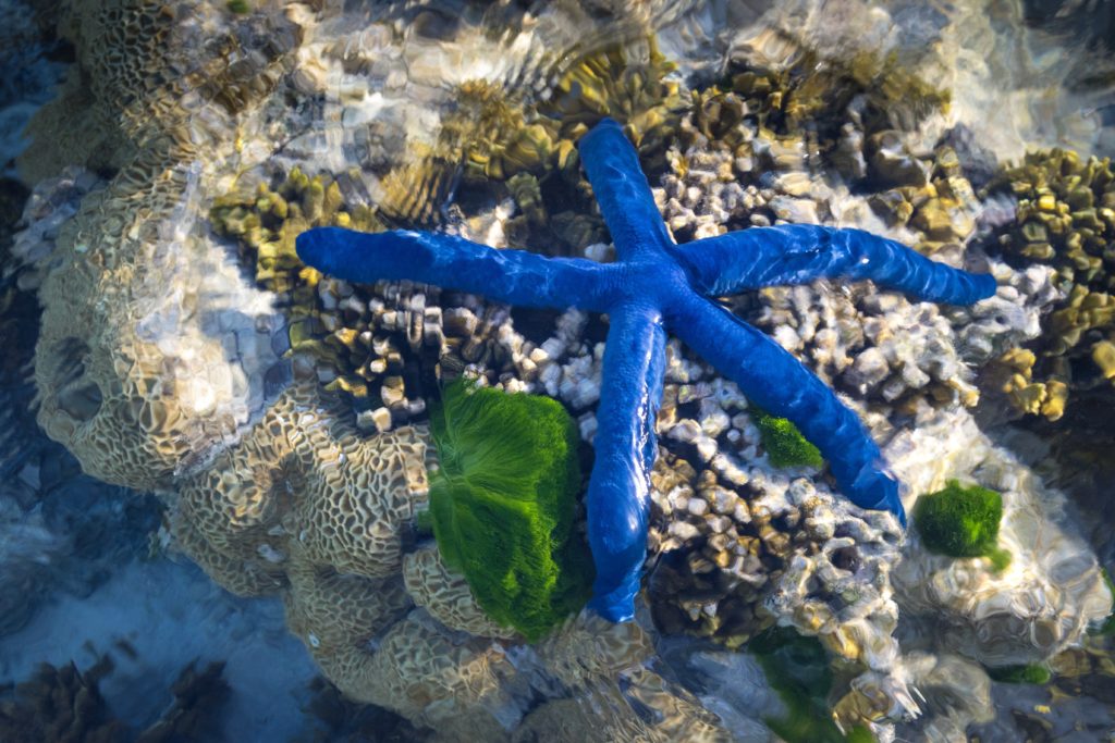 Blue starfish.