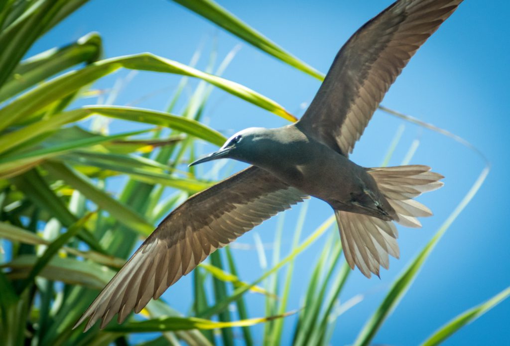 Noddy Tern flying.