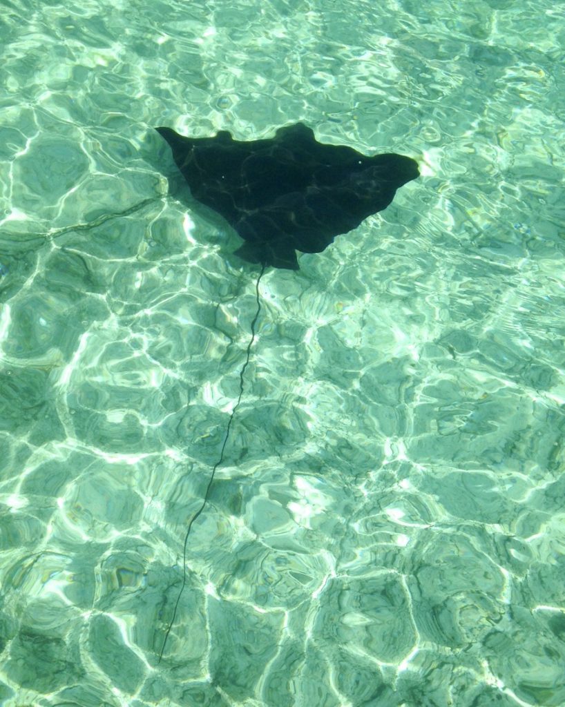 Eagle ray.