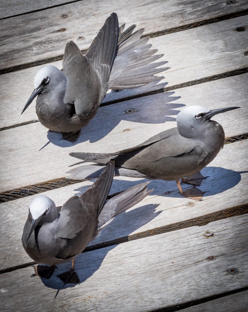 Noddy Terns on boardwalk.