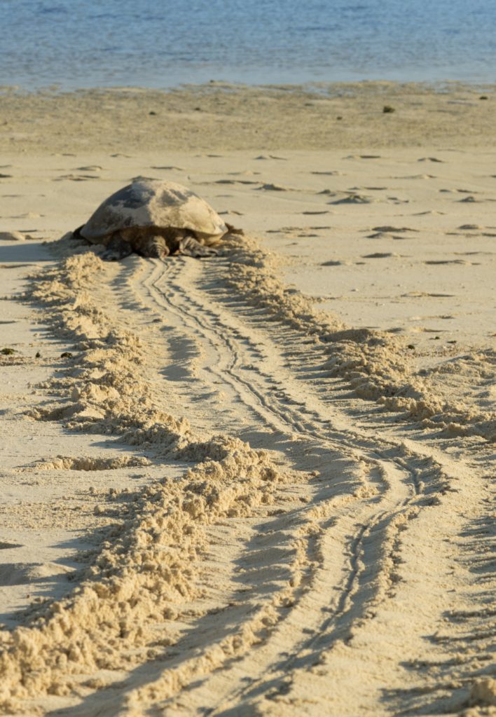 Green Sea Turtle Tracks.