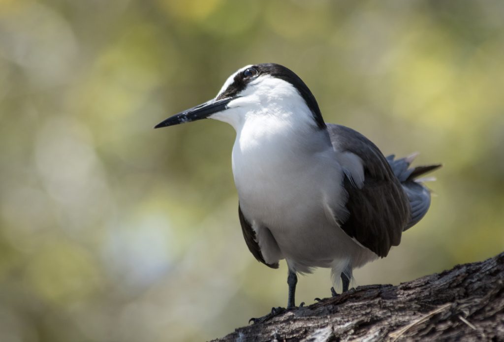 Bridled Tern