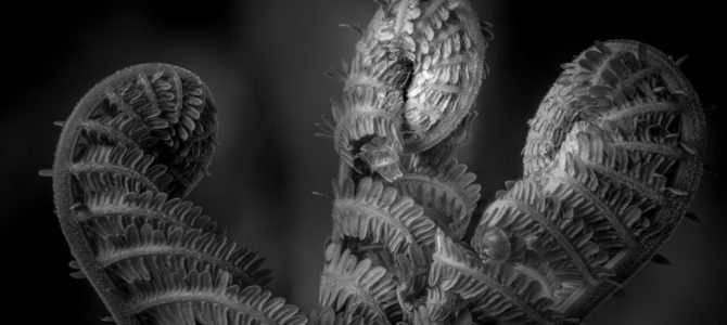 Fiddleheads Cafe in Mequon, Wisconsin to Display My Photography