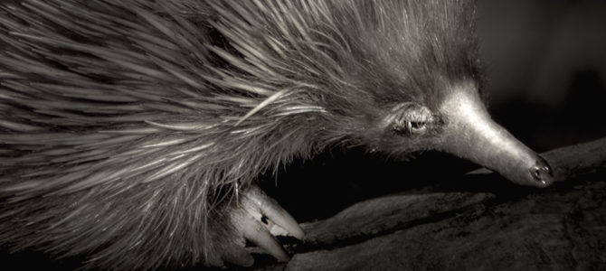 Kangaroo Island, Australia