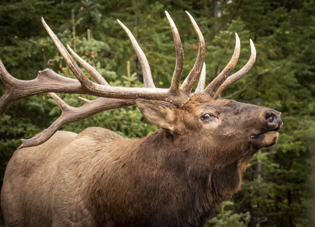 Bull Elk