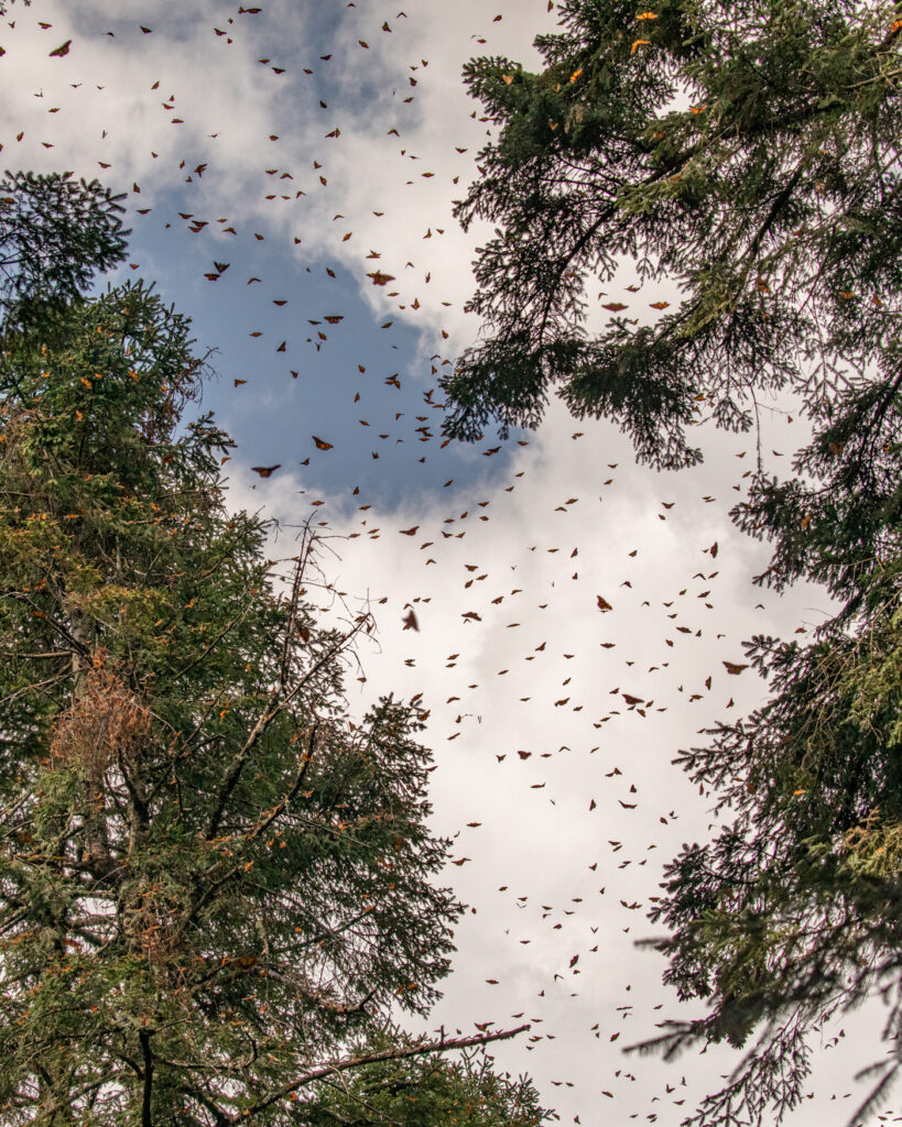 A river of butterflies in the air.