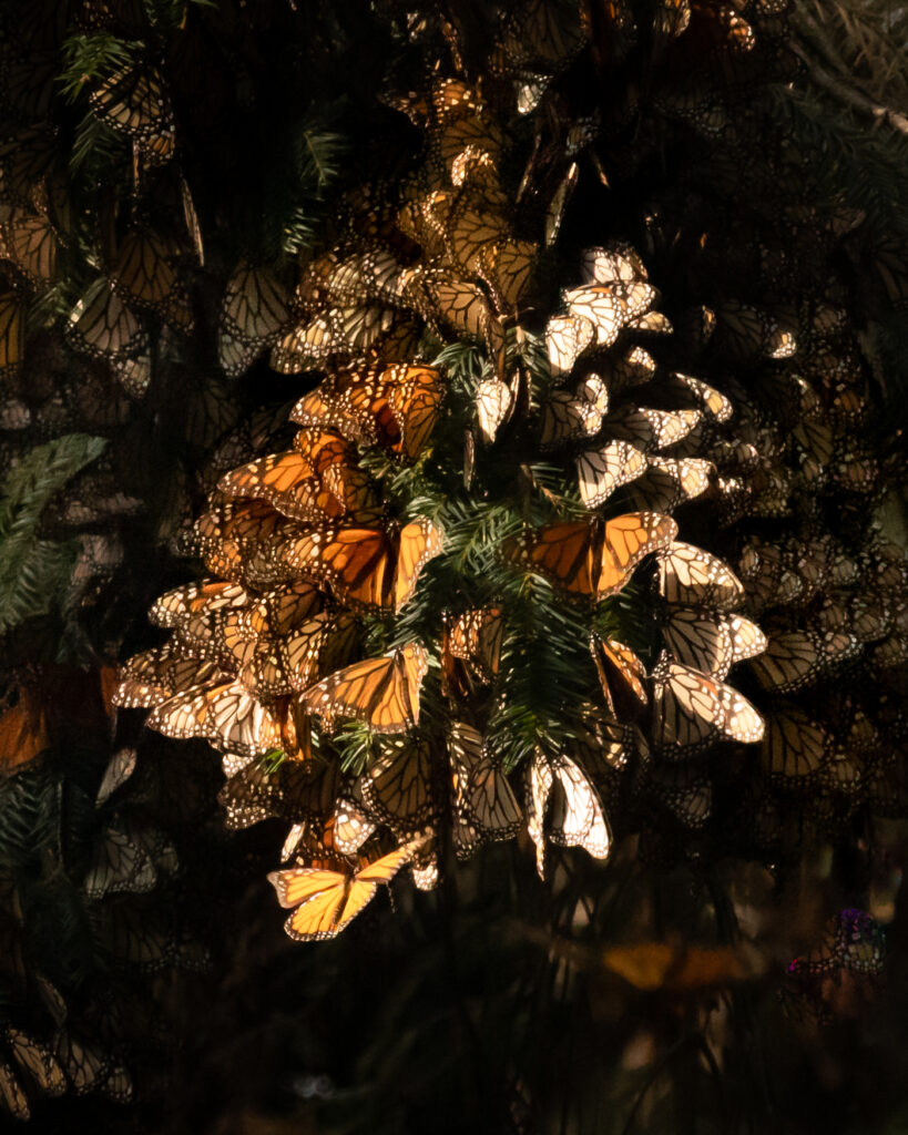 A butterfly cluster.