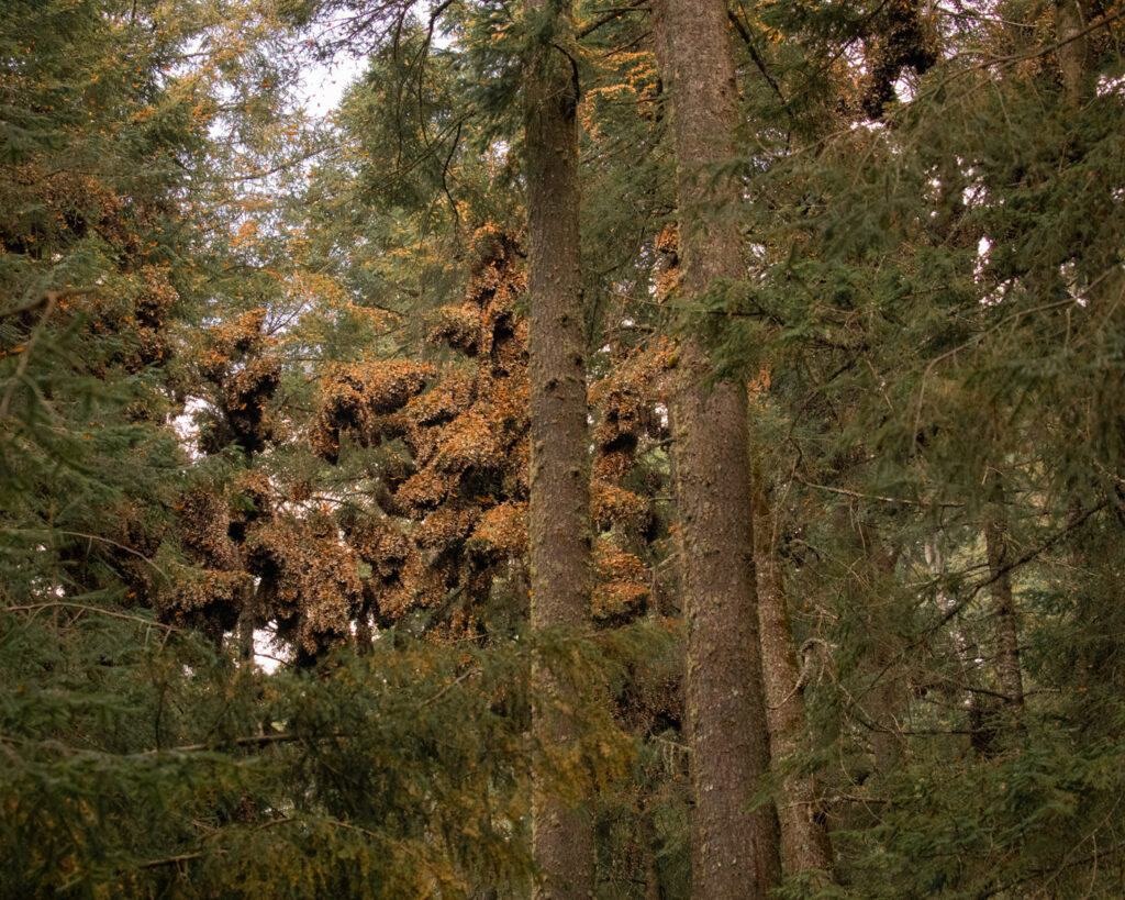 Millions of butterflies in fir trees in Mexico.