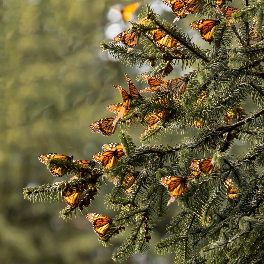 Monarchs on fir trees.