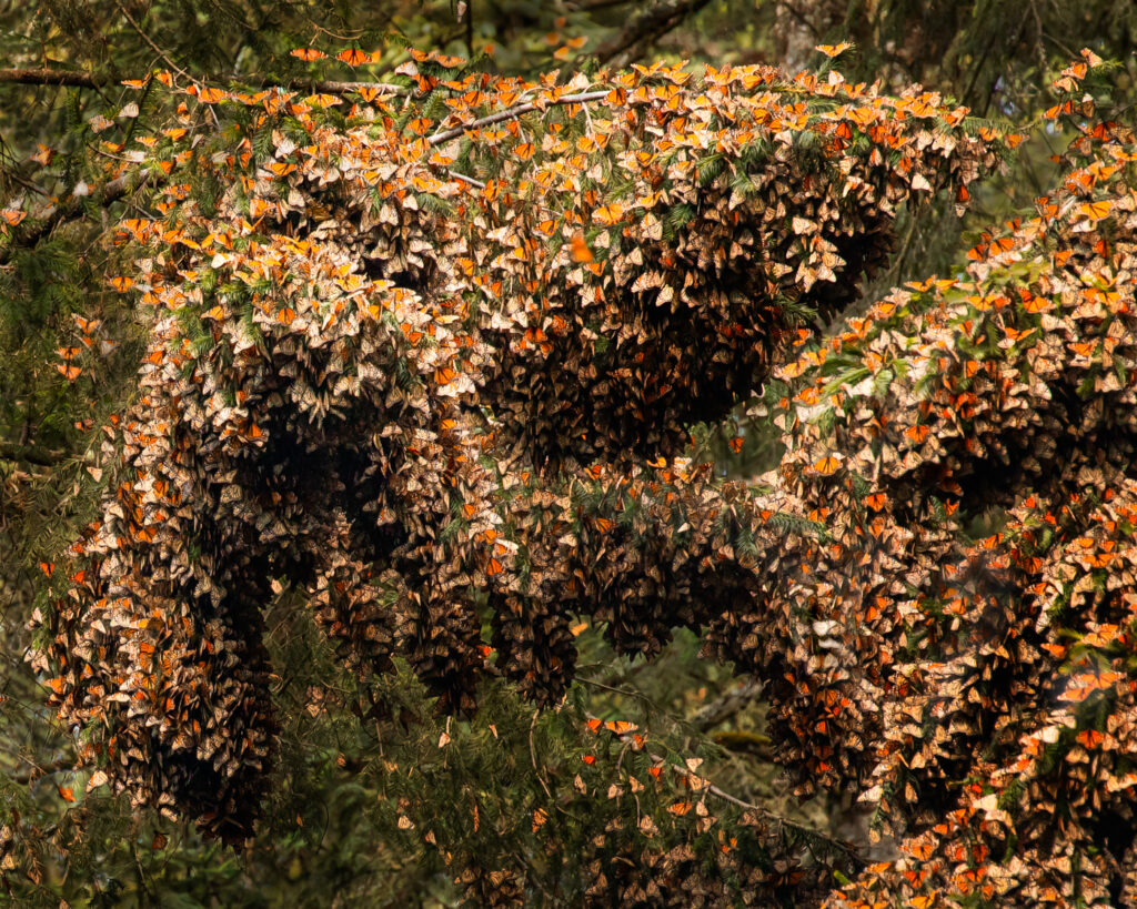 A swarm of Monarch butterflies.