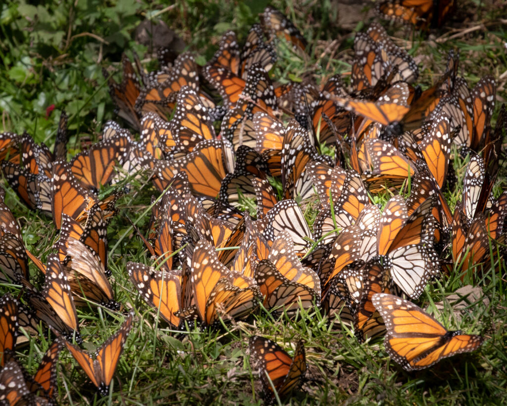 Monarchs drinking at a spring.