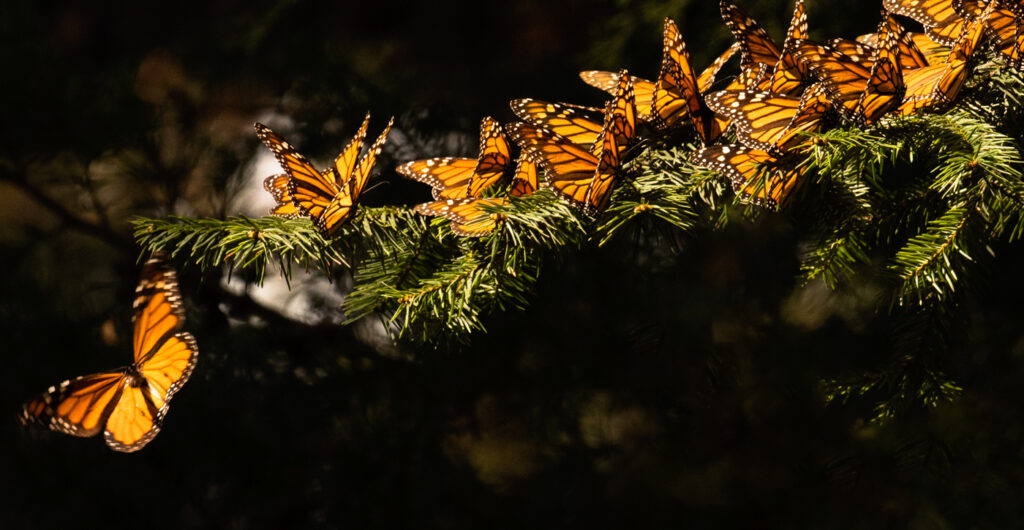 Monarch butterflies on fir tree branches.
