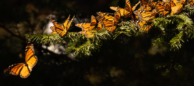 The Long Journey of the Monarchs and Me