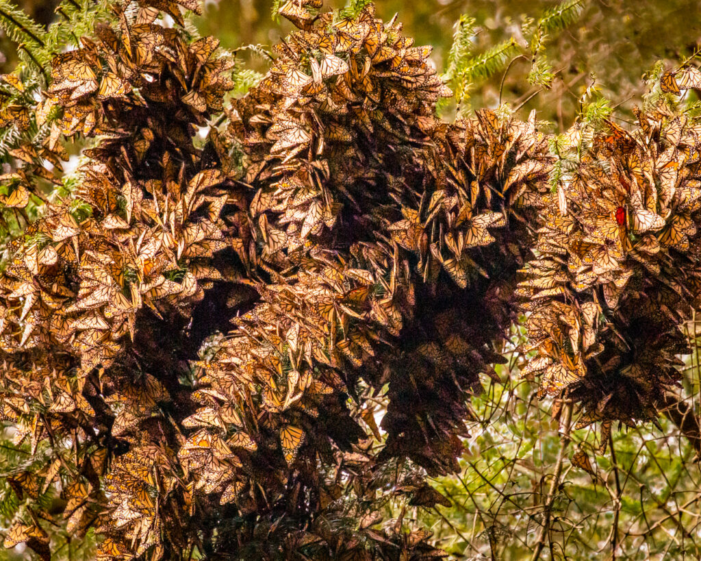 Branches bending with the weight of butterflies.