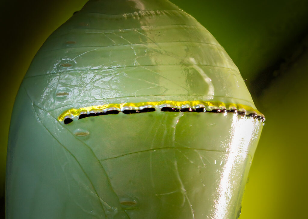 A Monarch chrysalis.