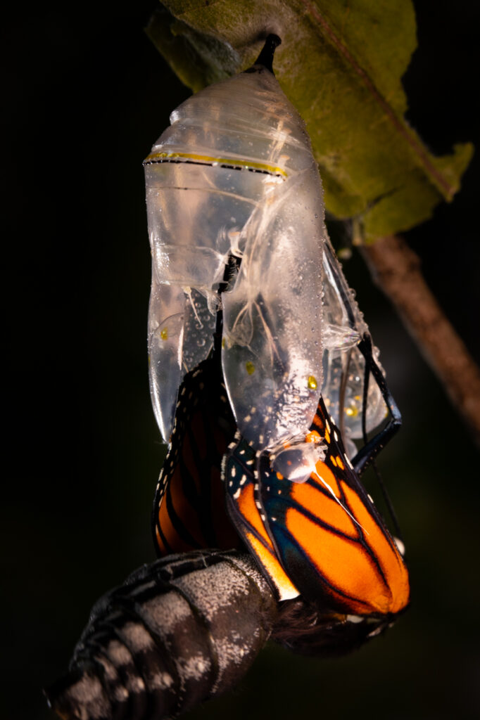 An adult butterfly emerging from a chrysalis.