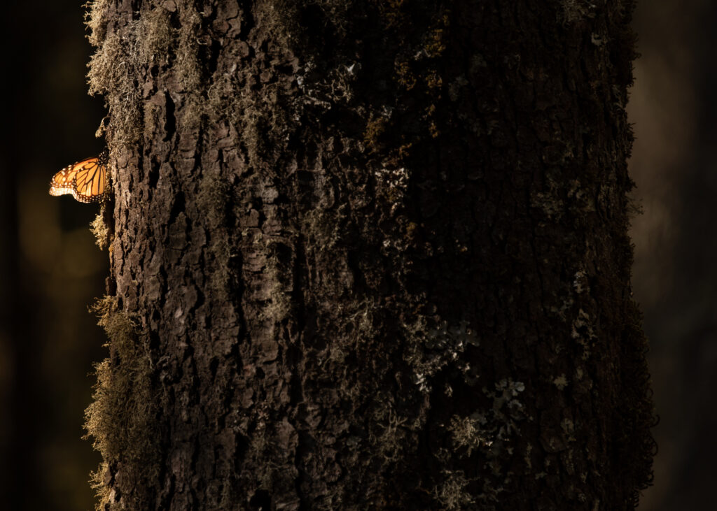 A solitary Monarch butterfly on a tree trunk.