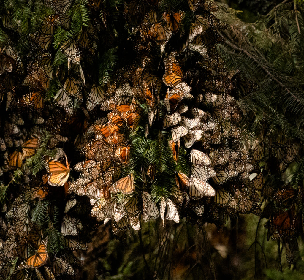 Densely packed Monarchs