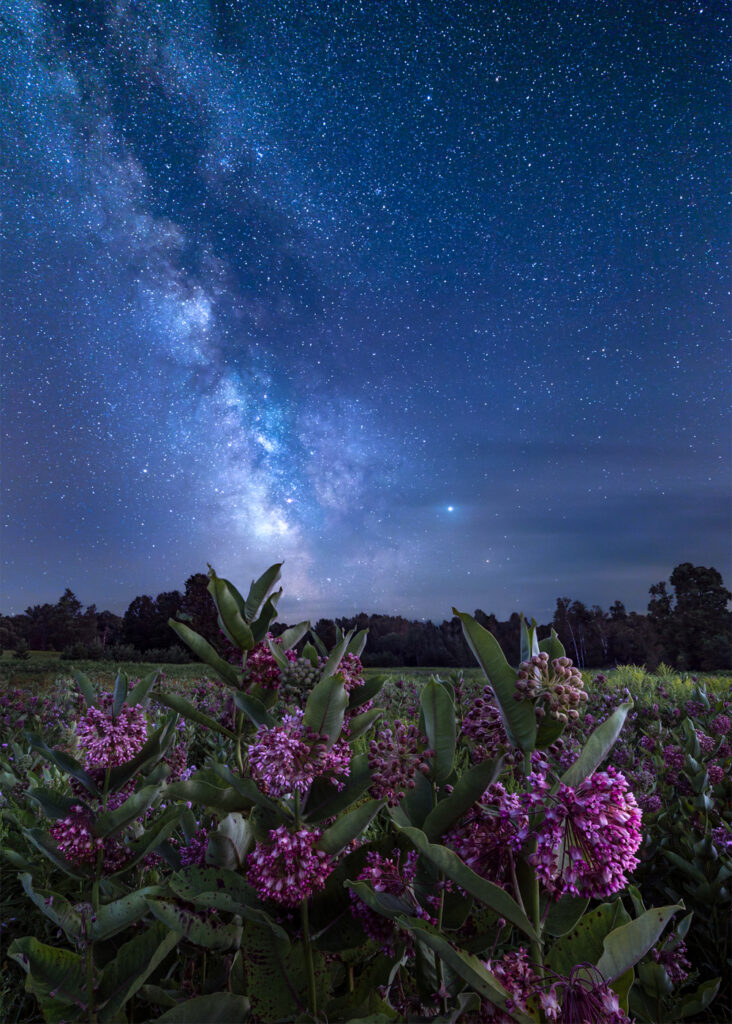 The milky way galaxy above a field of milkweed plants.