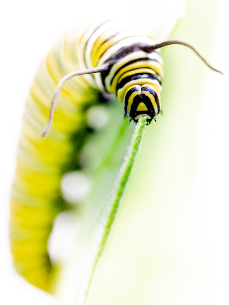 Close up image of a caterpillar eating milkweed.
