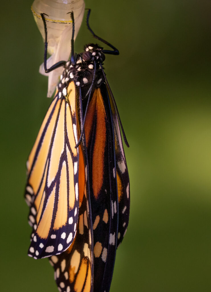Monarch drying wings.