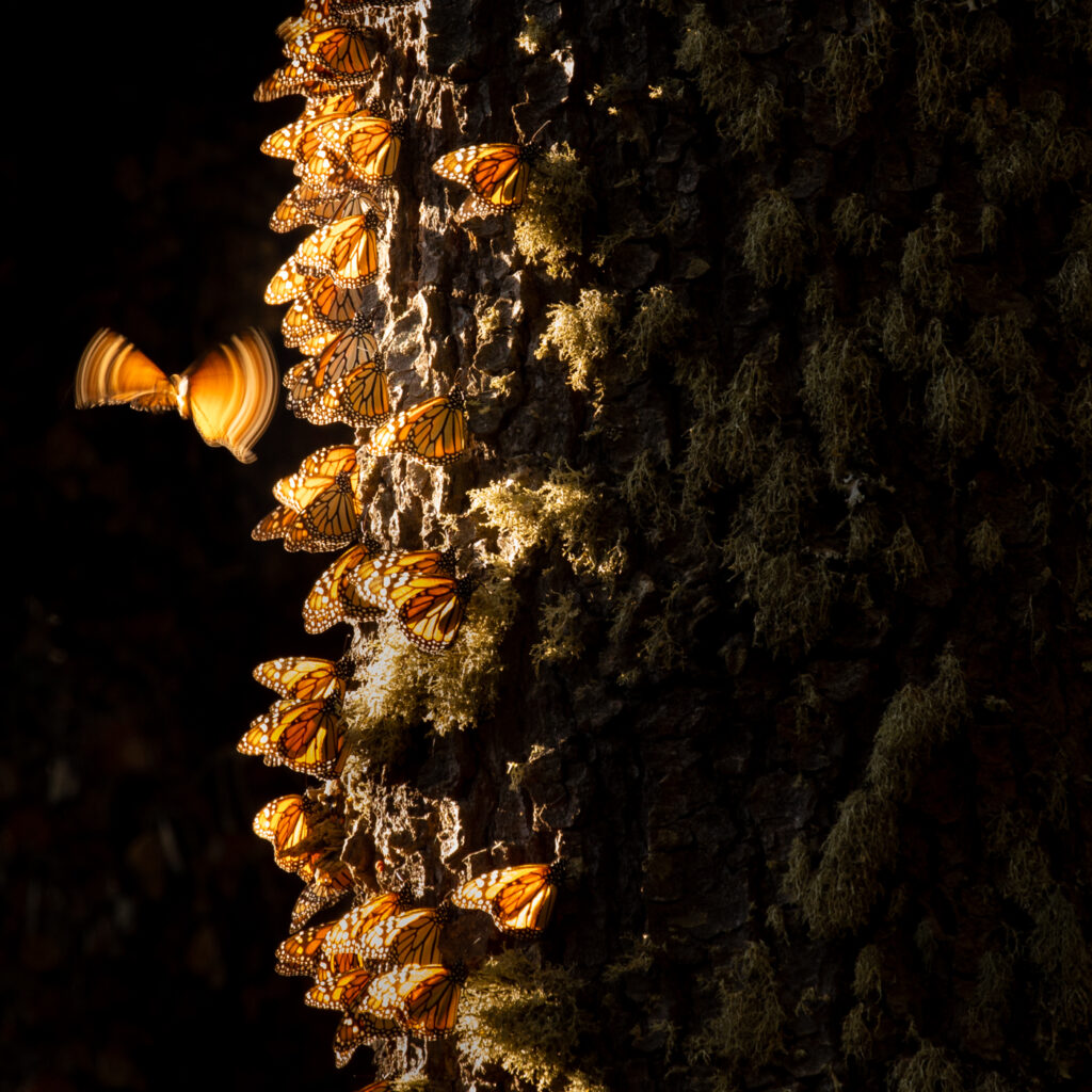 Blurred wings of a butterfly in flight
