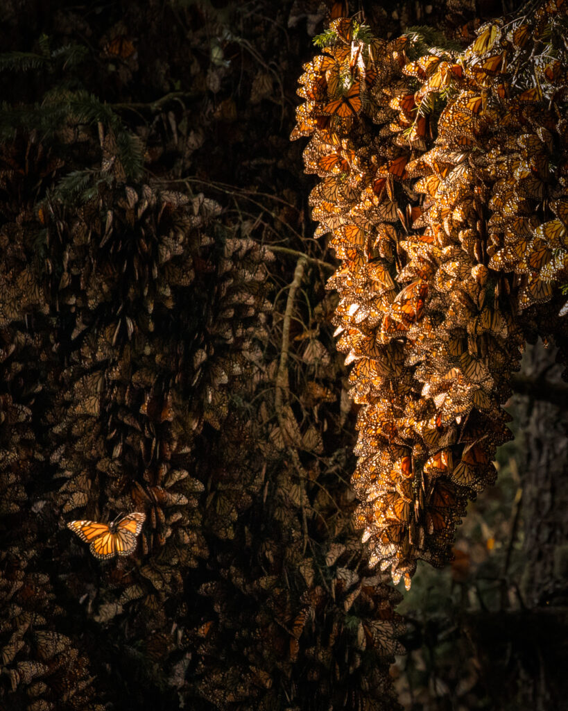 A monarch flying next to a swarm.