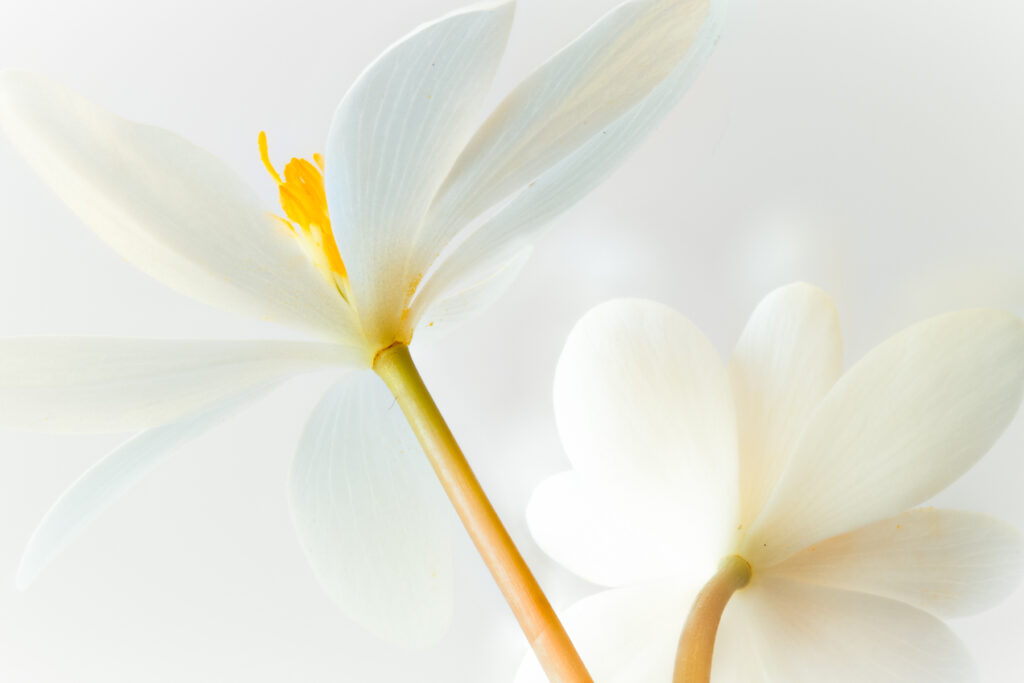 Very light toned image of Bloodroot Flower Blossonsd